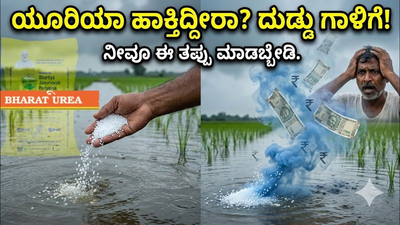 ಹೊಲದಲ್ಲಿ ನೀರು ನಿಂತಾಗ ಯೂರಿಯಾ ಹಾಕಿದ್ರೆ ಏನಾಗುತ್ತೆ? 😱 | Urea Fertilizer Waste