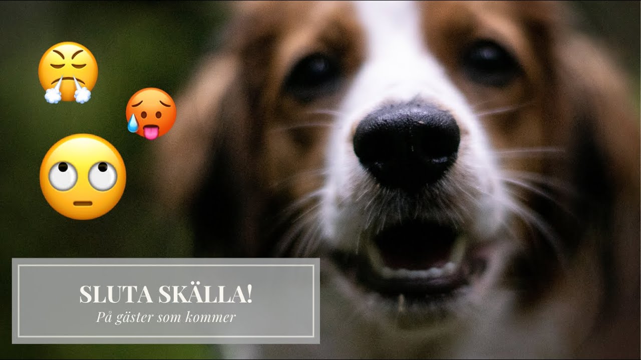 SLUTA SKÄLLA! (på gäster)