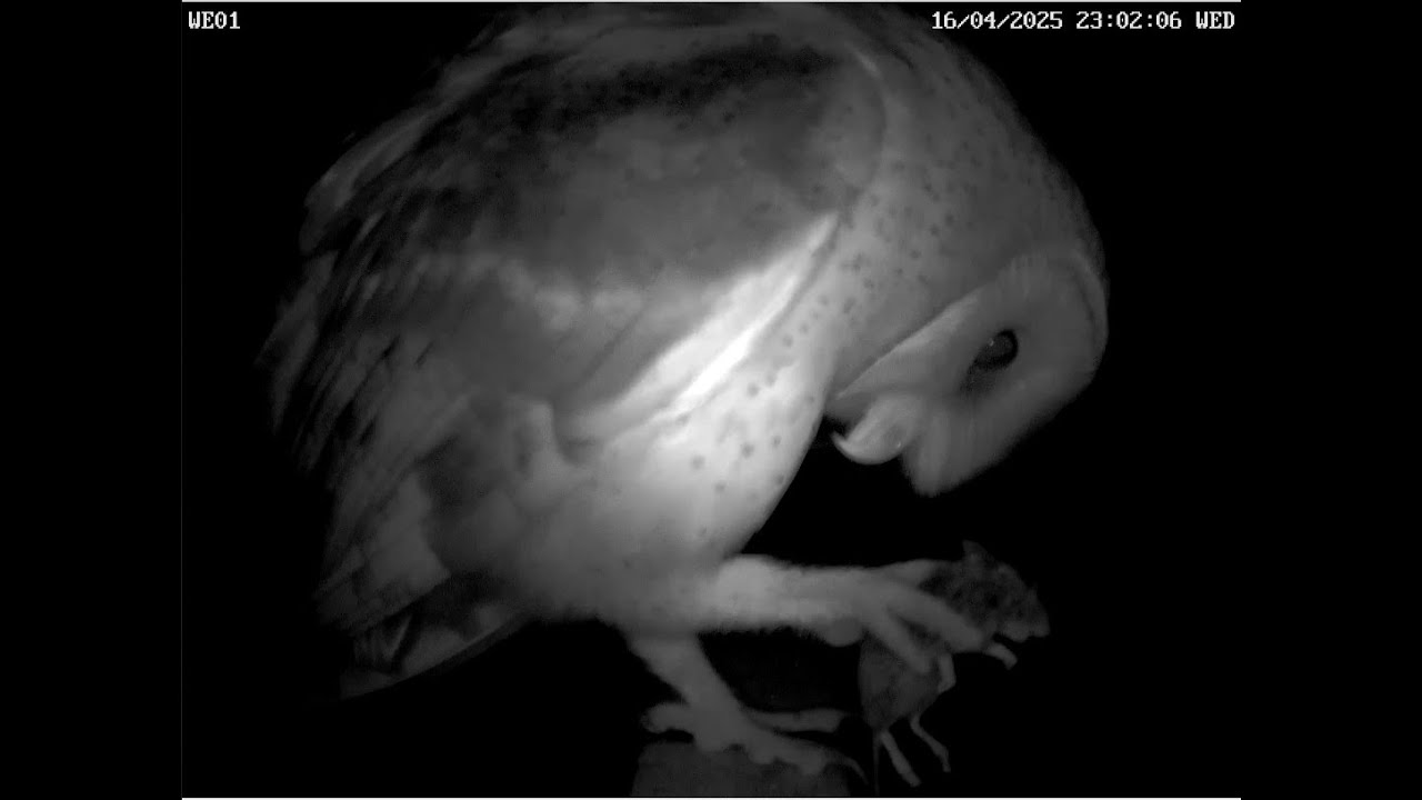 A second Barn Owl!