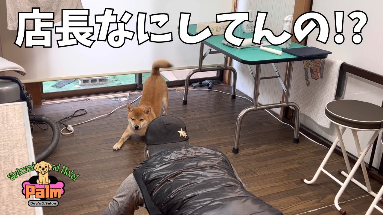 子犬の柴犬２回目の来店！他店でシャンプーした際は暴れて２人がかりだったこあみちゃん！