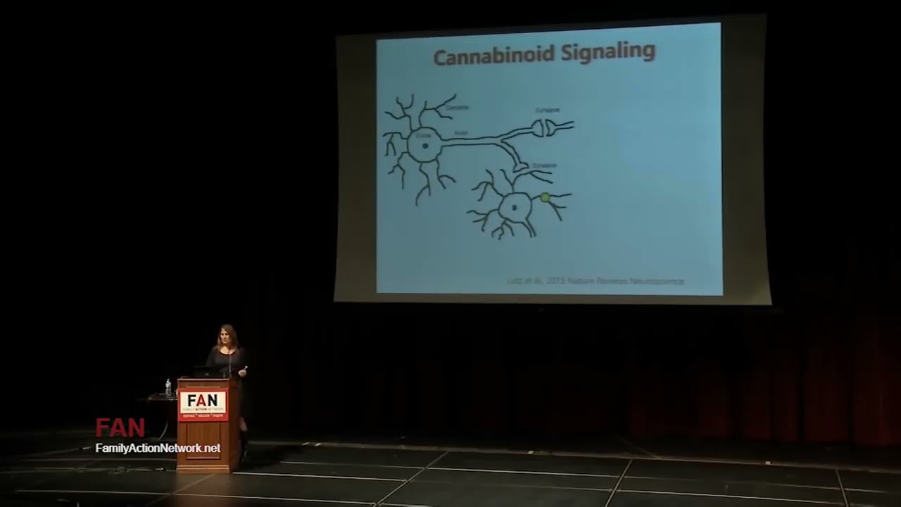A Process Characterization and Localization of Cannabinoid Receptors in Rat Brain