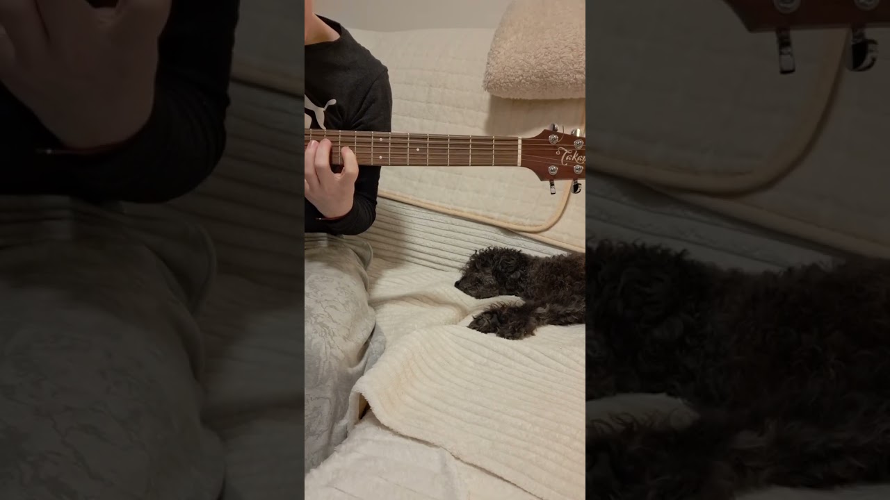Nothing else matters on guitar #guitar #guitarist #guitarcover #metallica #dog #doglover #dogs