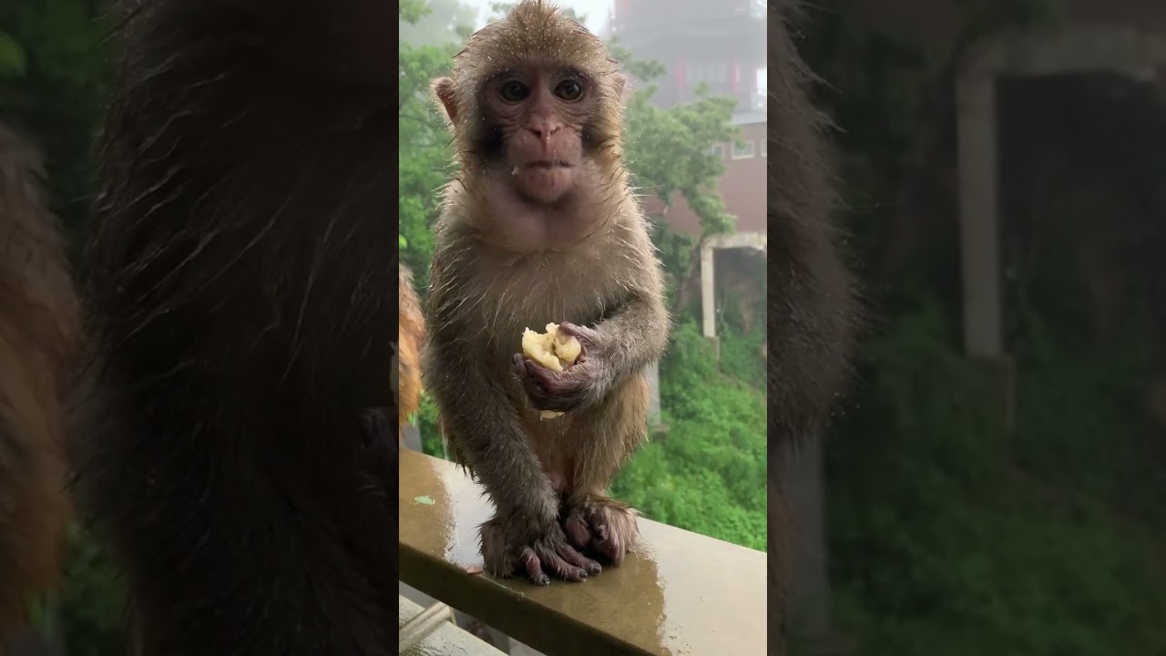 Best Monkey Baby monkey Animals monkeys Cute Monkey videos #Shorts 158