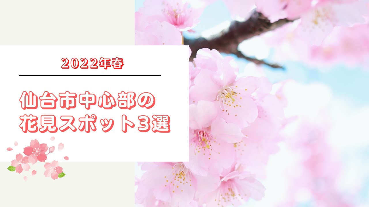 仙台市中心部の花見スポット3選（錦町公園、西公園、榴岡公園）　3 Cherry Blossom Viewing Spots in Central Sendai