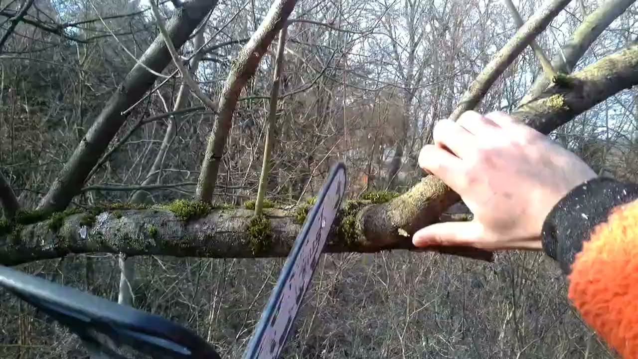 Baum Kopfschnitt einer 20 Metern Weide | Baumpflege mit Hebebühne | Lift tree Baumerhaltungsmaßnahme