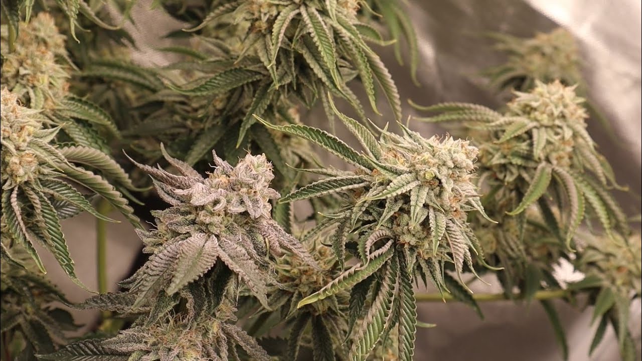 Exotic Genetix Red Pop Pheno Hunt Week 6 Flower