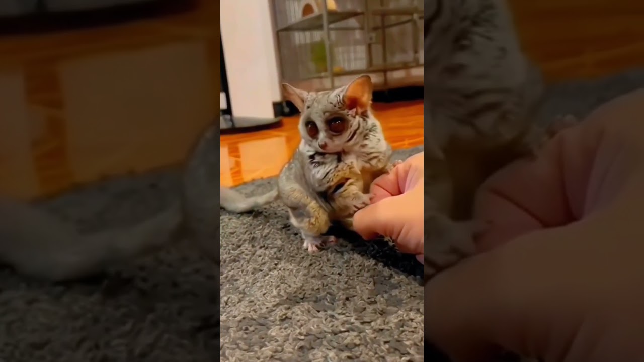 Tarsier? #amazing #animals #wildanimals