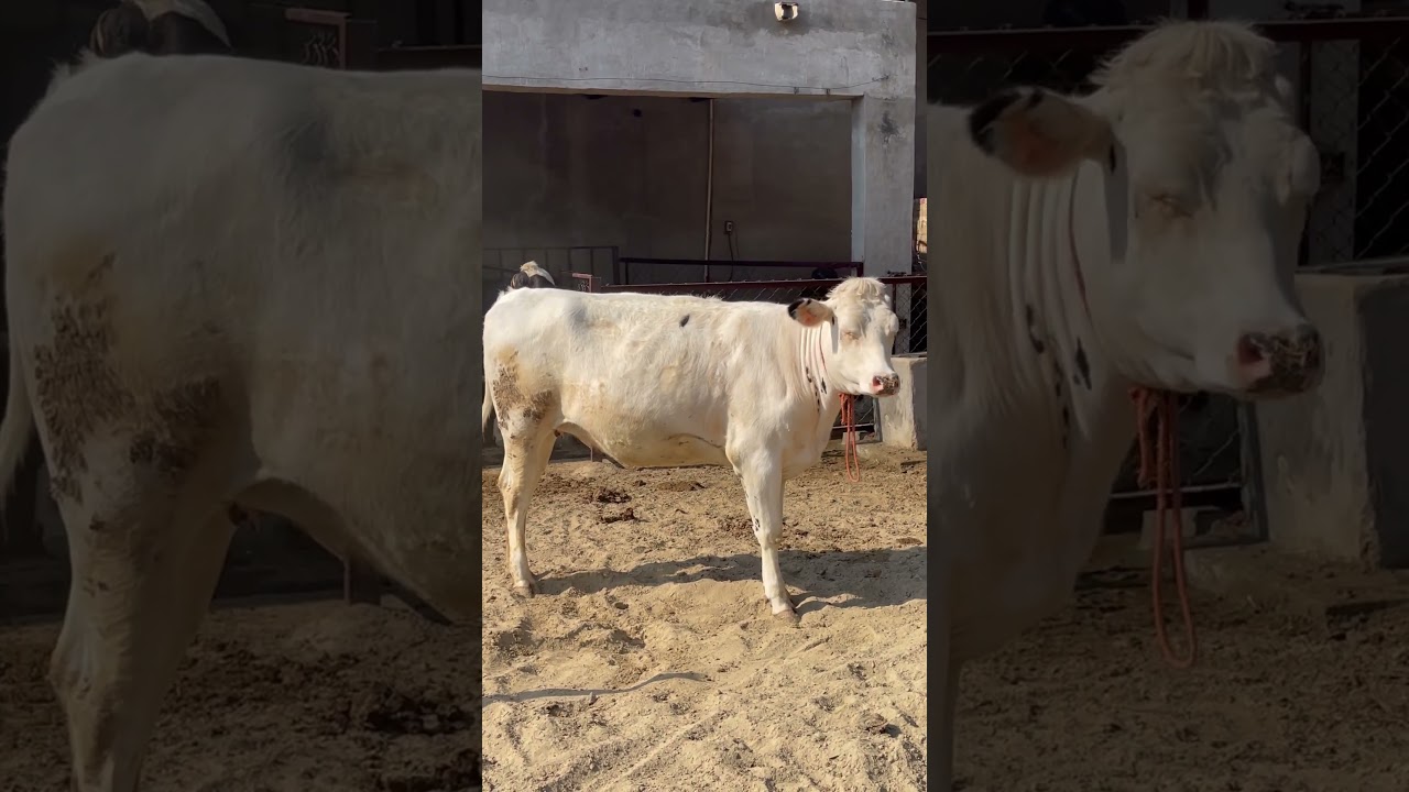 Snowman ..age 13 month #dailyvlog #dairyfarming #abs #trending #dairyfarm
