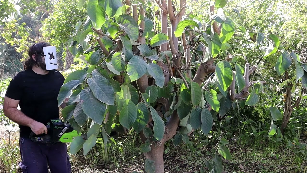 The Cherimoya Experiment Part 1 - Will It Flower This Season? Fruit Tree Pruning (Annona cherimola)