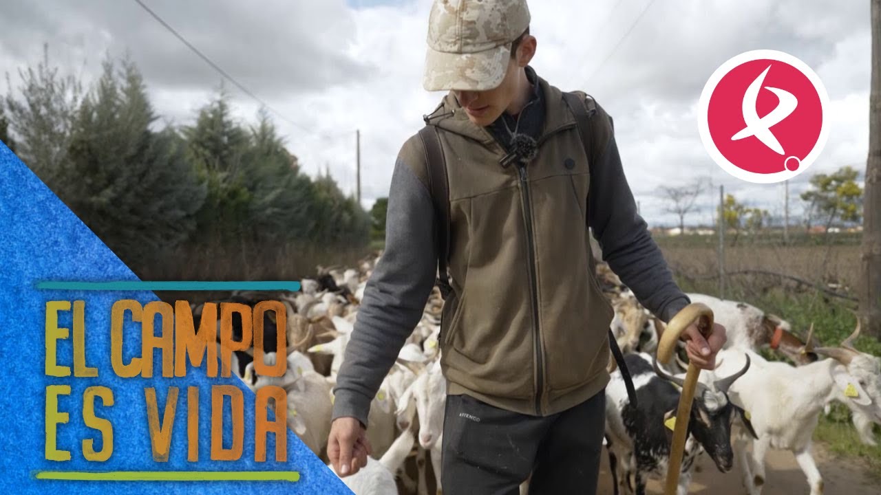 Las cabras de Jose vuelven a pastar dentro de la nave | El campo es vida