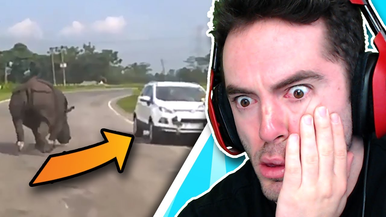 Rhino Vs Car (Sweaty Palms #20)