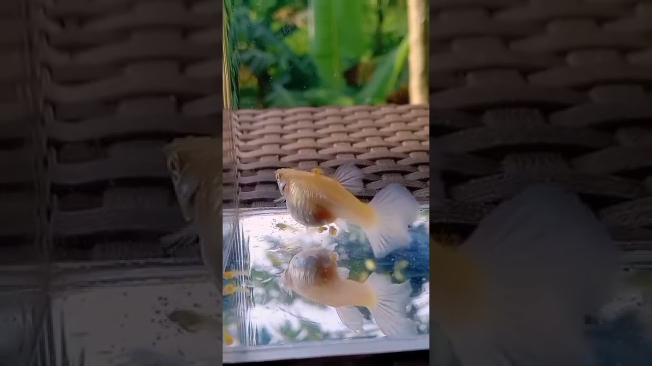 PROSES IKAN GUPPY MELAHIRKAN