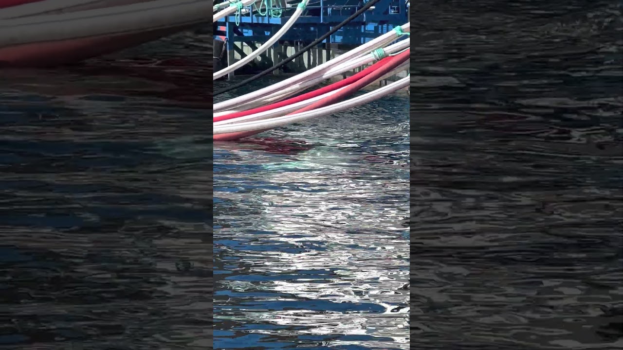 Hvaldimir at Fish Farms, Typical (yet unnatural) Day for Him | OneWhale.org