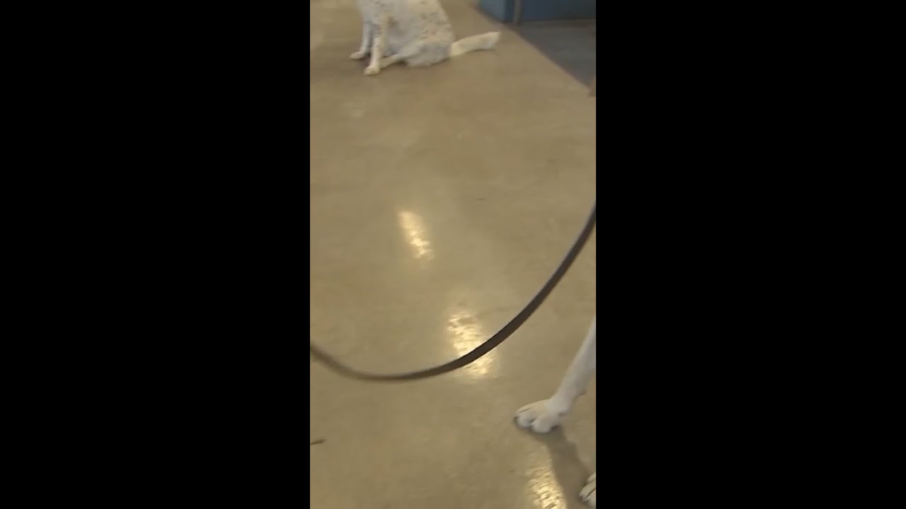 Jail inmates in Illinois work to train therapy dogs