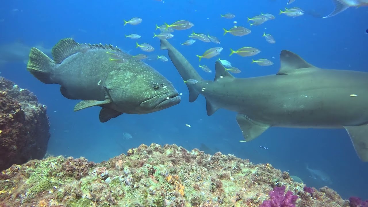 Queensland grouper aggregation in full swing in December 2025!