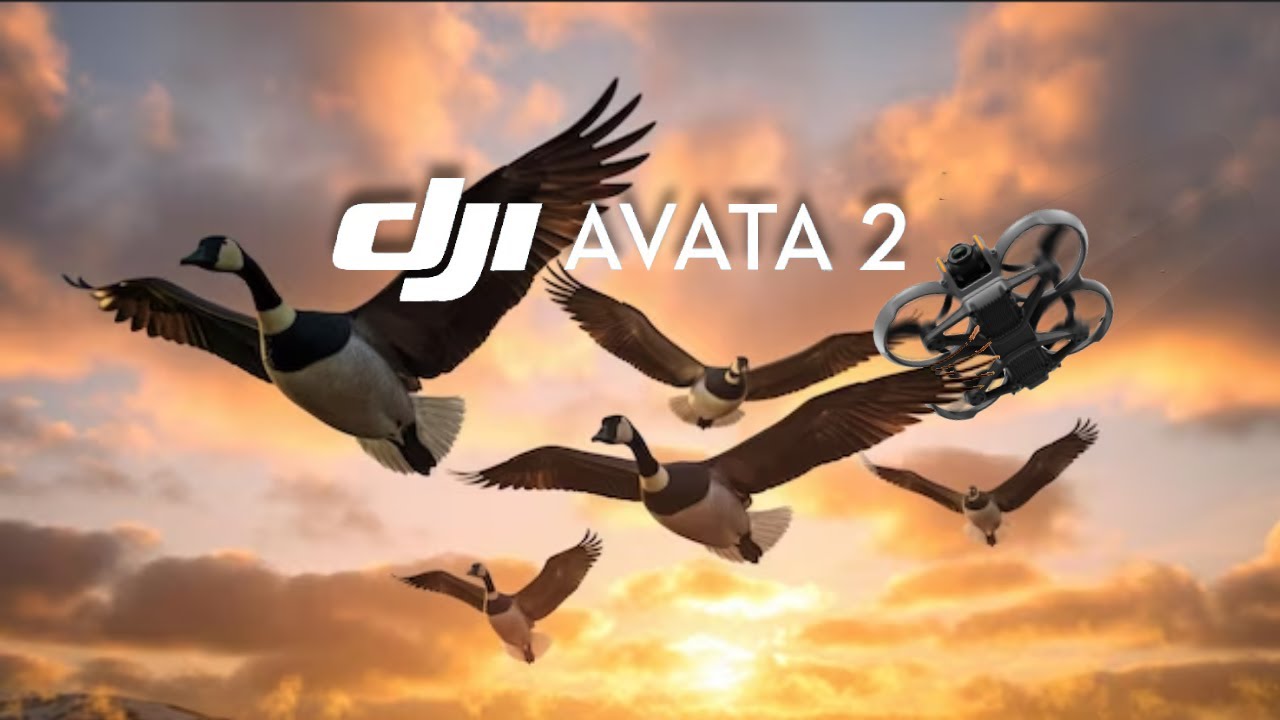 Avata 2 flying with birds // Normal drones can't do this!