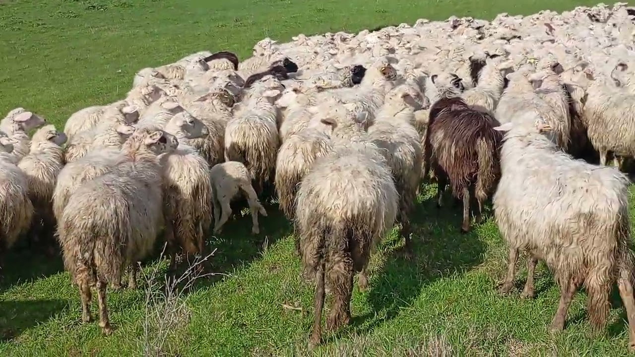 The Sheep 🐑