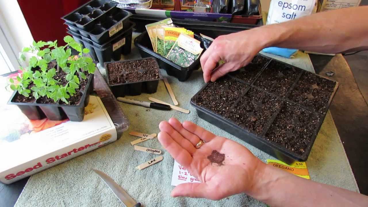 Отличные травы! Как вырастить орегано в помещении: метод поверхностного посева! - MFG 2014