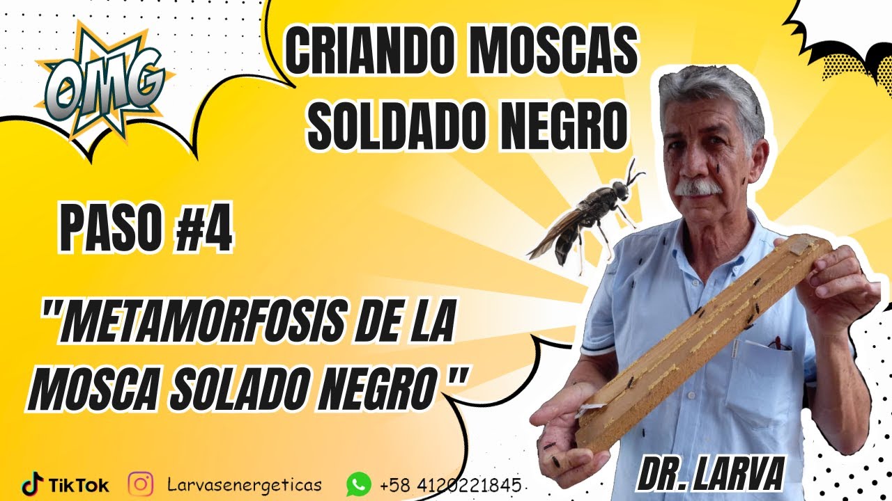 Metamorfosis de la Mosca Soldado Negro por Dr. Larva