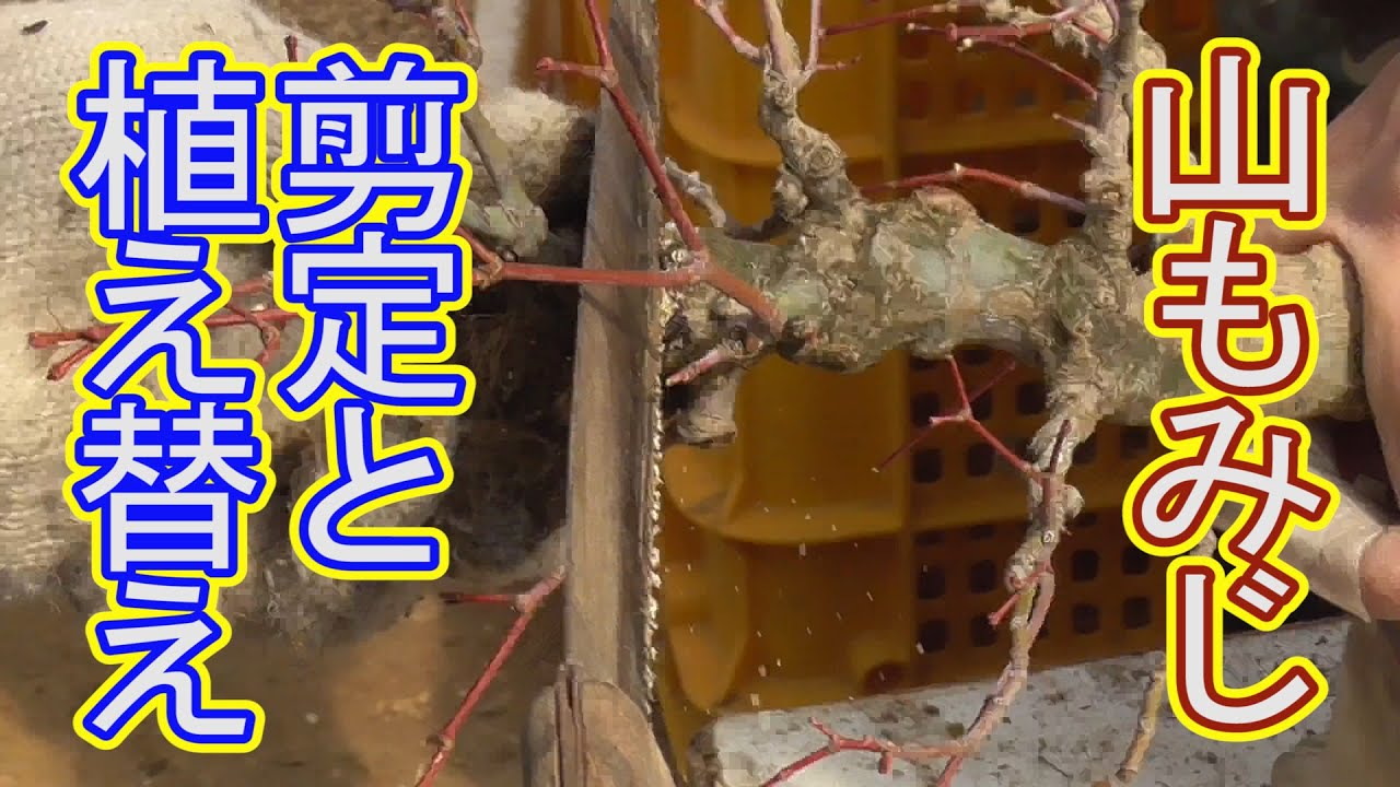 山もみじの切断と植え替え