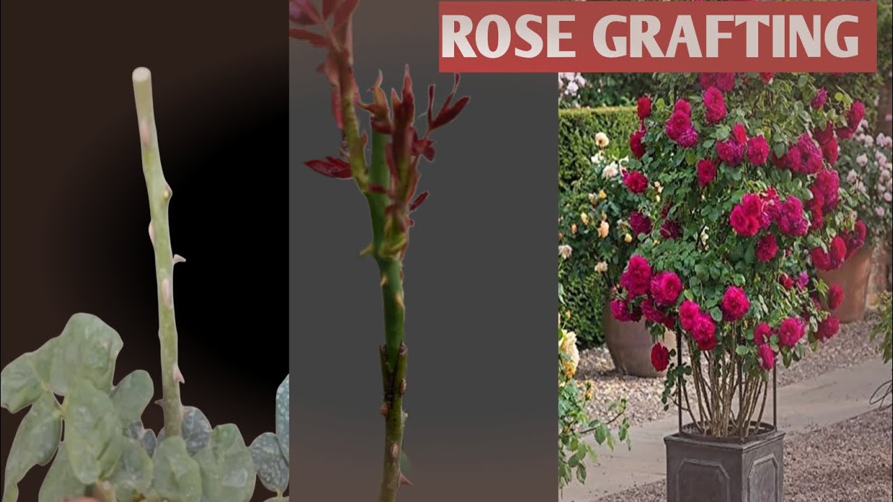 I Grafted Roses to Make Them Stronger and More Beautiful