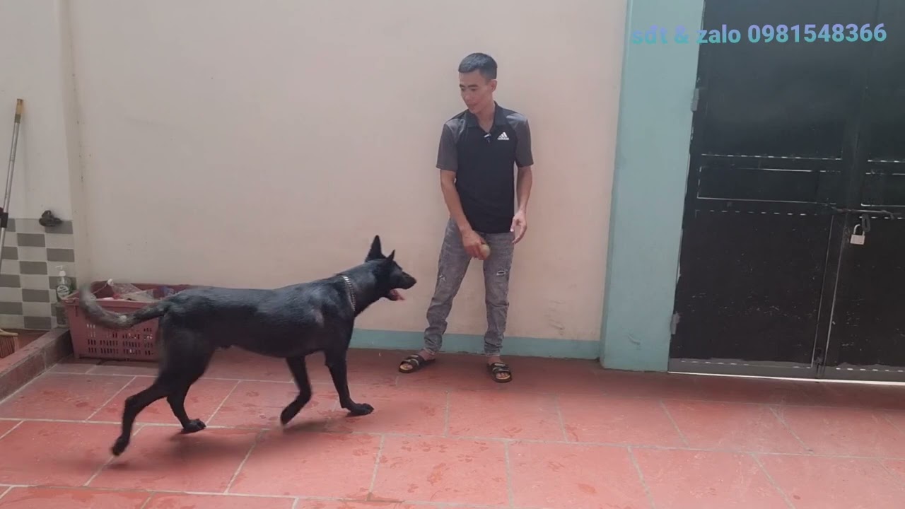 đực trưởng thành mexico to cao như ngựa cần tìm chủ mới