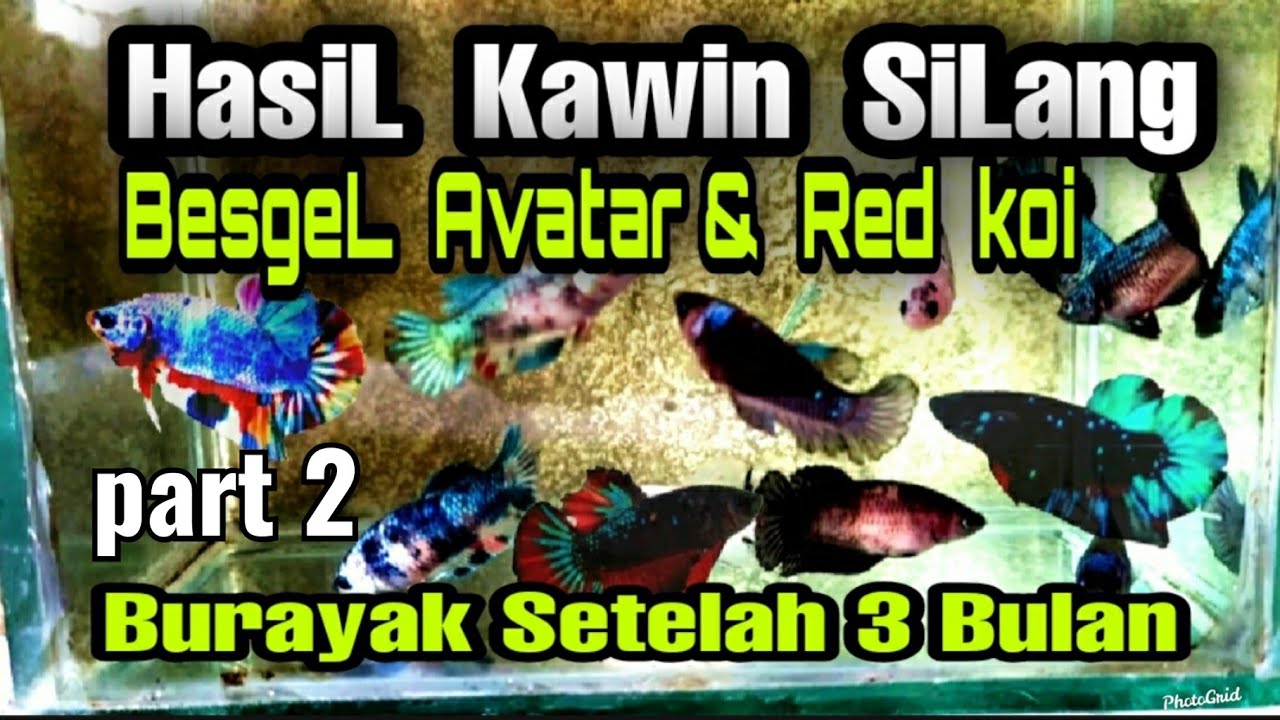 Hasil perkawinan silang ikan Cupang besgel avatar dan koi