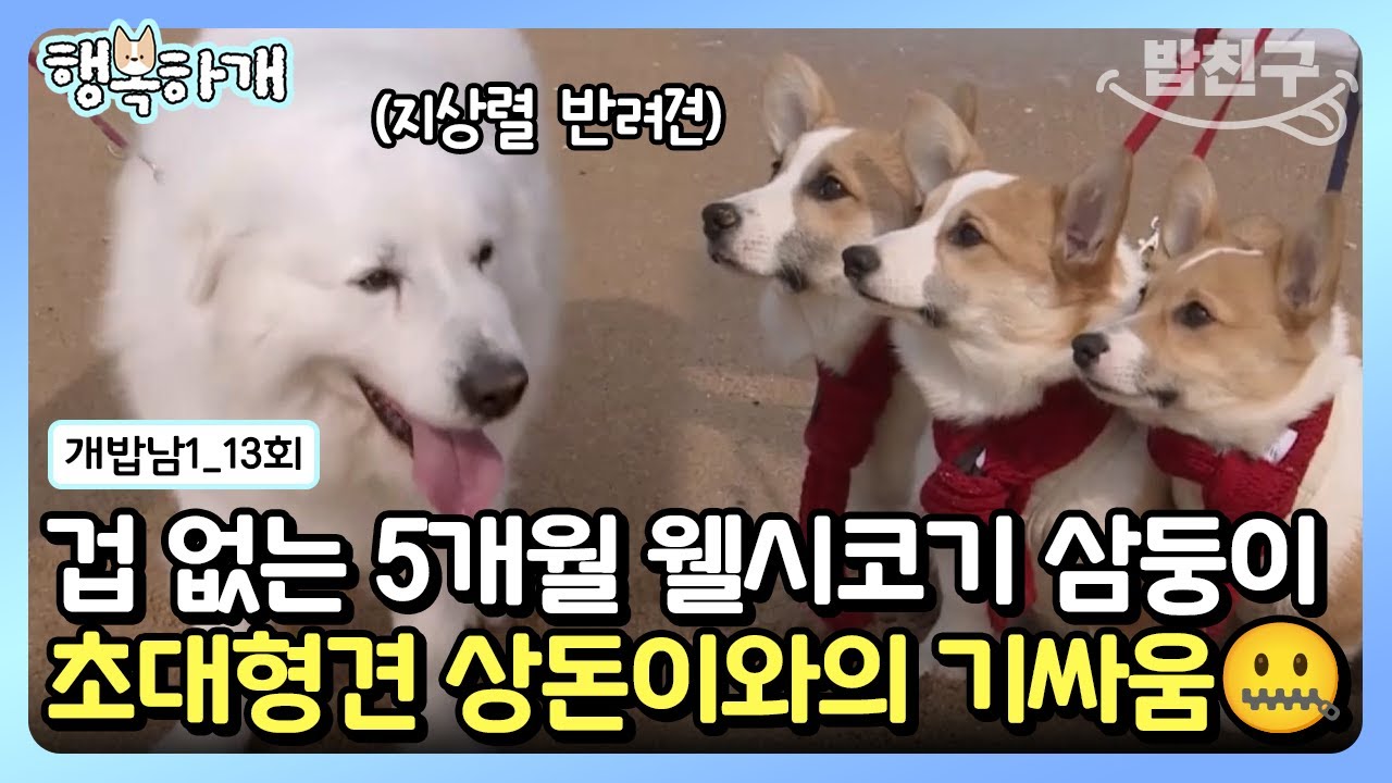 [#행복하개] 지상렬 반려견 상돈이의 서열 정리?! 처음 바다를 본 웰시코기 삼형제의 반응🤗 | 개밥 주는 남자 시즌1 13 회
