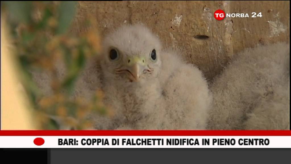 BARI COPPIA DI FALCHI NIDIFICA IN PIENO CENTRO INCREDIBILE