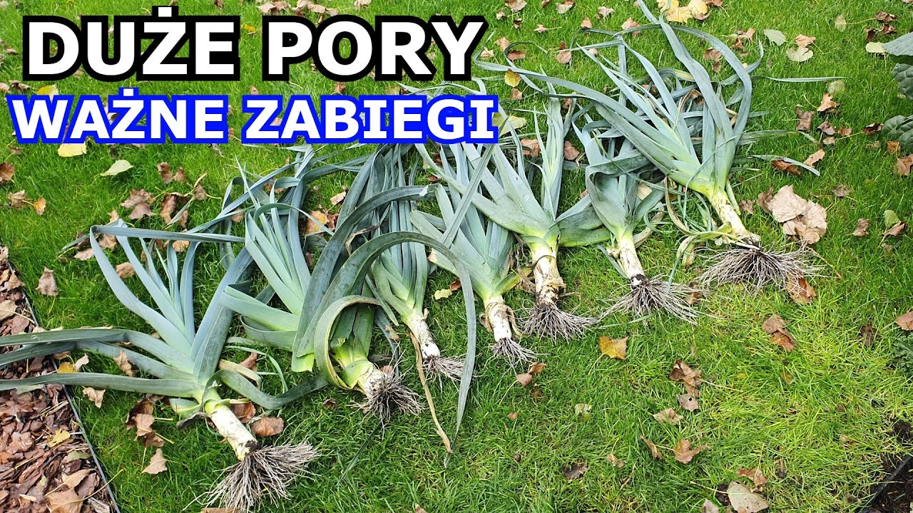 Chcesz mieć DUŻE PORY - Wykonuj te Zabiegi - Podlewanie, Nawożenie, Zimowanie, Choroby. Uprawa Pora.