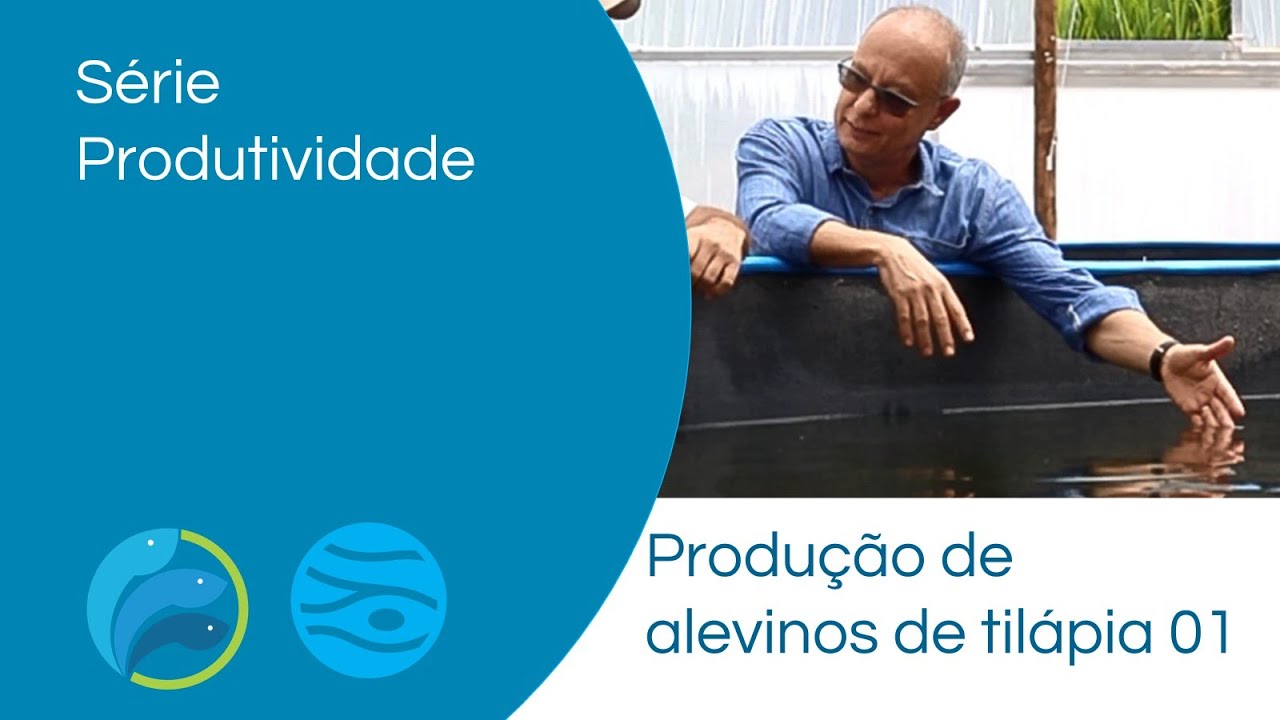 Produção de alevinos tilapia 01
