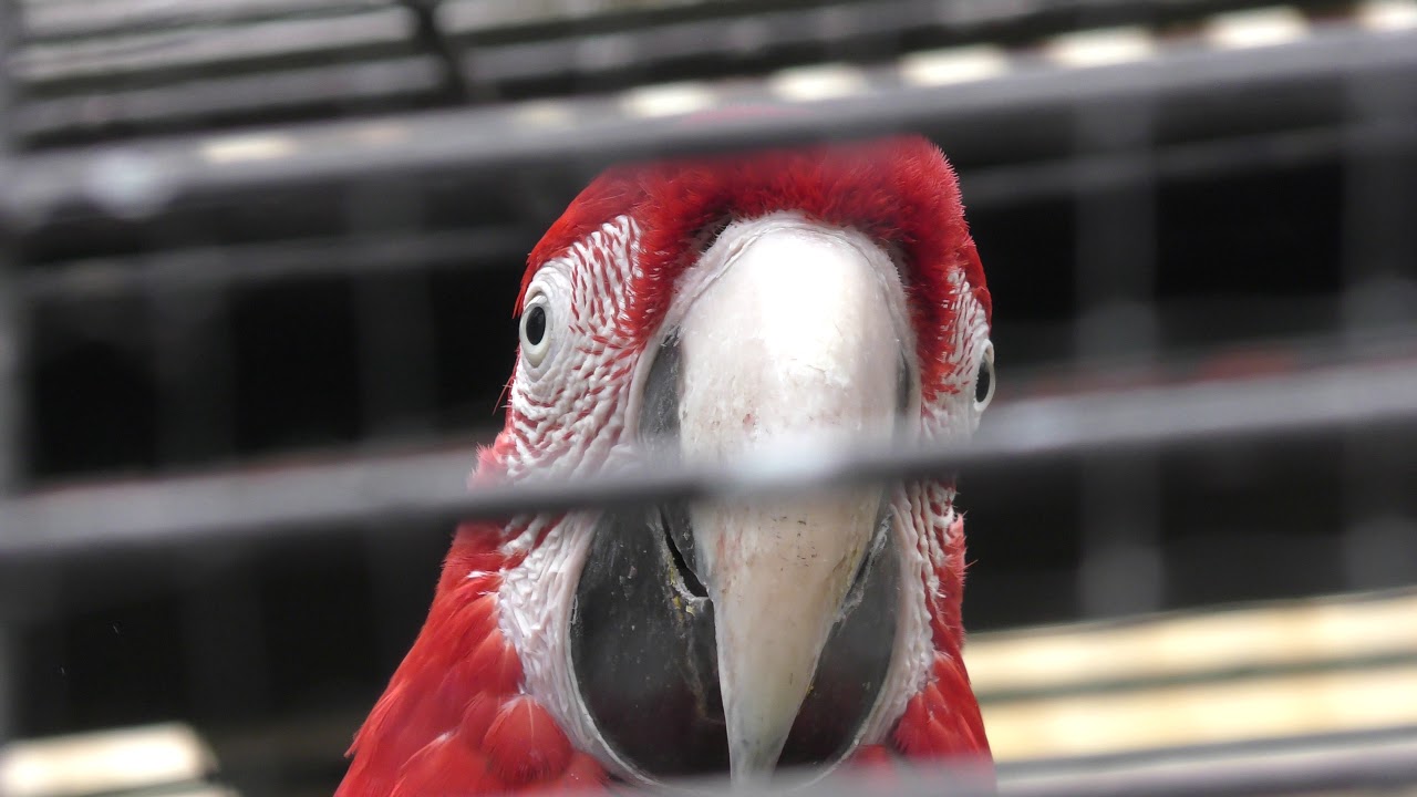 インコ・オウム舎 (福岡市動物園) 2019年4月23日