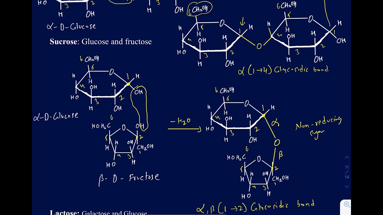 How to identify the glycosidic linkage in Maltose, lactose, sucrose, starch, glycogen, and cellulose