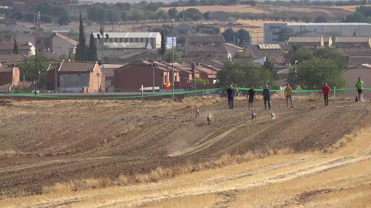 CARRERA DE GALGOS CON LIEBRE MECÁNICA FERIAS Y FIESTAS SAN AGUSTÍN GÁLVEZ 2019