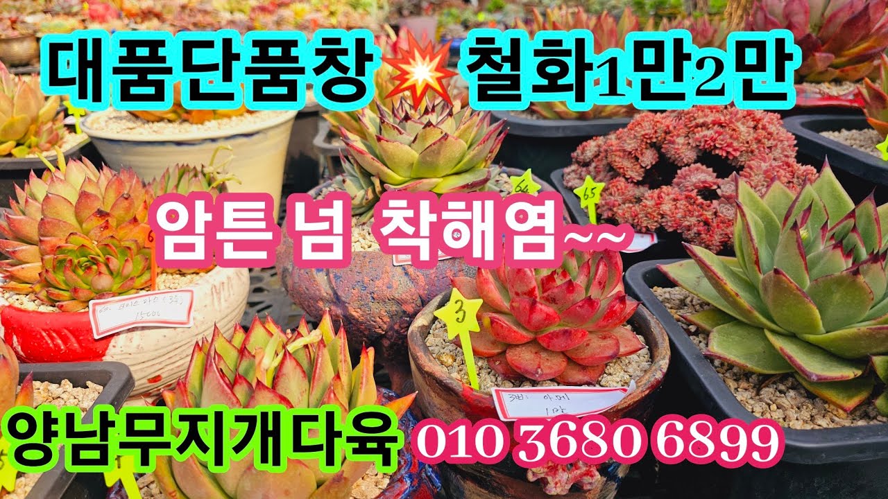 #양남무지개다육#대품단품창철화들다양하게잘생긴창들찜해보셔용#착한라울도#왕대품철화는어마어마🤩통통이들득템의기회💥23.3.3/korean succulents plants 💖