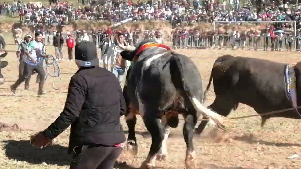 TORO TINKU SACACA 15 DE MAYO 2025, ENCUENTRO DE LOS MEJORES TOROS,. MOMENTOS  ESPECTACULARES.