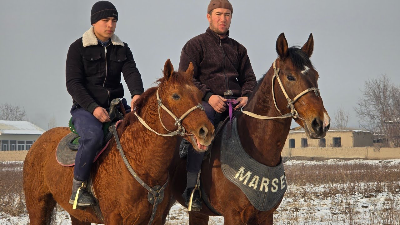 ОТ СОТИЛАДИ...+998999731333.. #horse #конноеранчо #rek #лошадки #otbozor #shorts #uloq