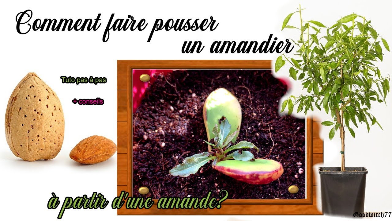 Comment faire pousser un amandier à partir d'une amande ? How to grow almond tree from seeds?