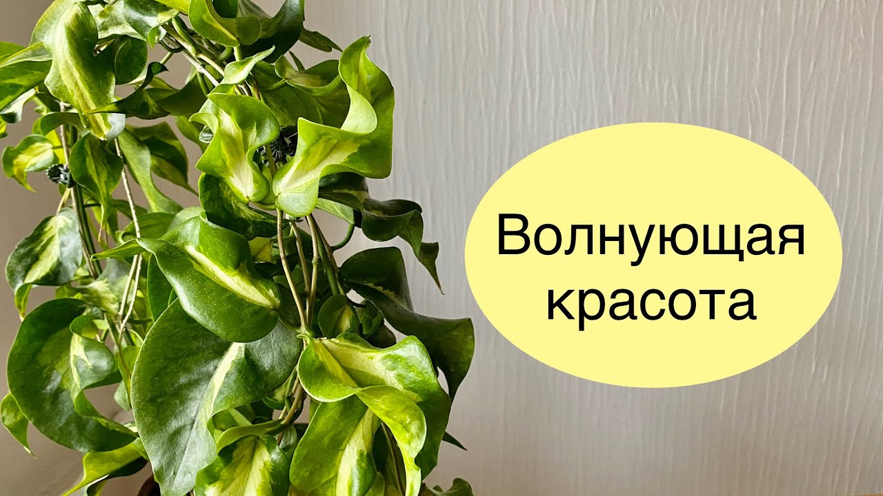 Волнующая красота