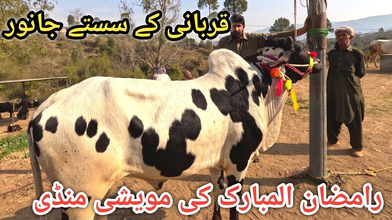 Largest animal market of AJK || Price of animals from cattle market of AJK #cattle 