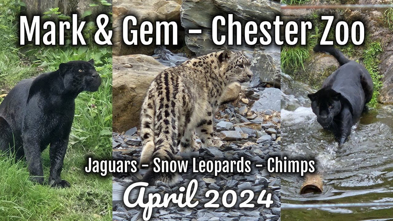 Our Best Inka & Snow Leopard Views Yet! - Chester Zoo - April 2024