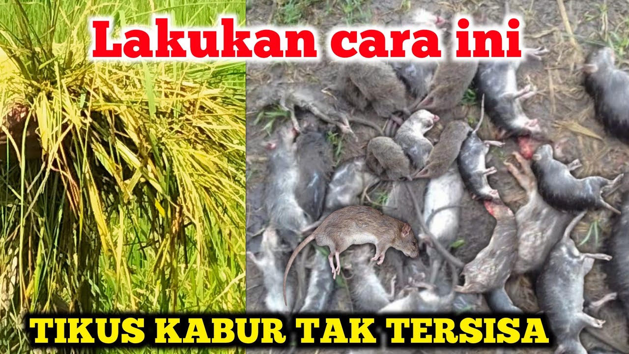 Banyak yg belum tau RAHASIA MENGENDALIKAN HAMA TIKUS DI SAWAH