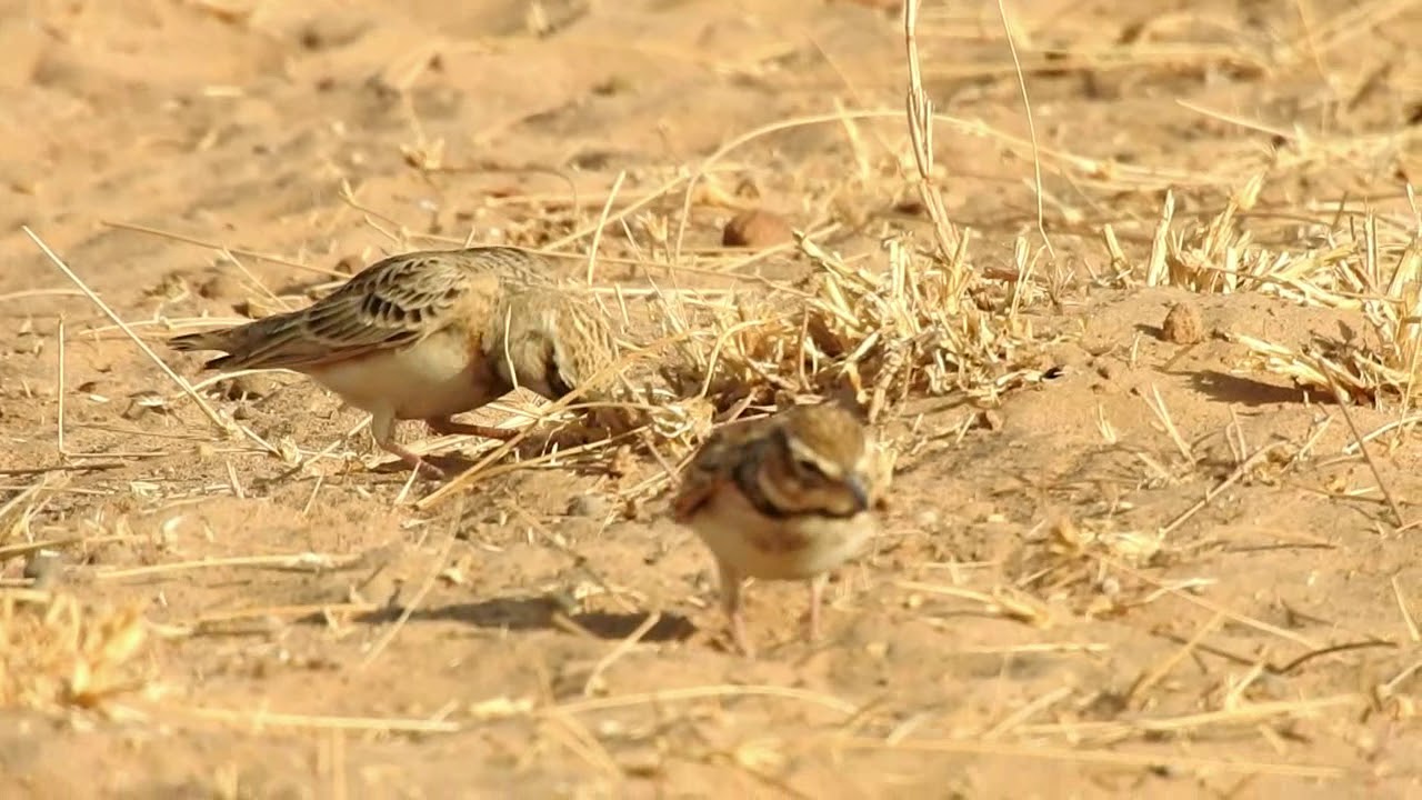 Bimaculated Lark (Melanocorypha bimaculata) - Foraging