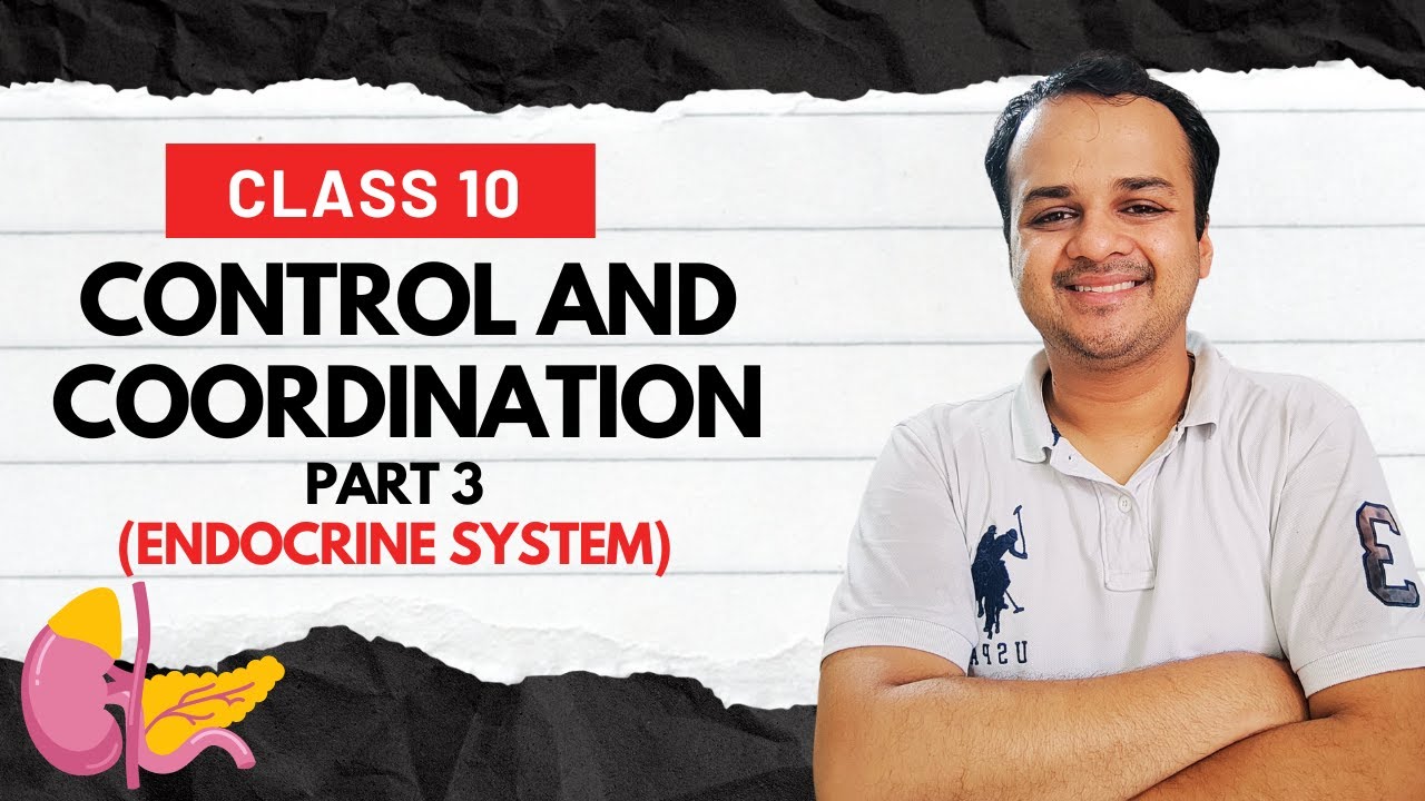 Control and Coordination (P3) | Endocrine System | Class 10 | CBSE
