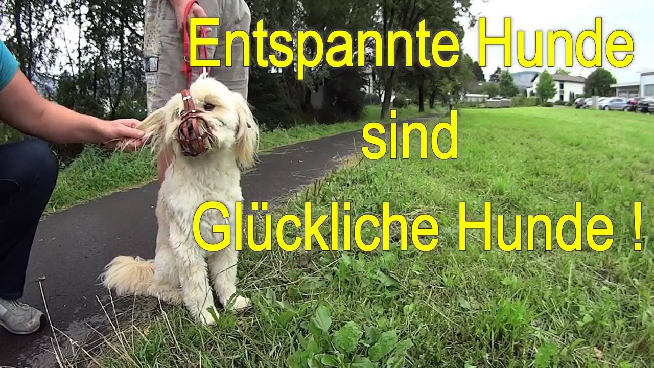Leinenaggression beheben mit Tibet Terrier Rocky - Team [DLS]