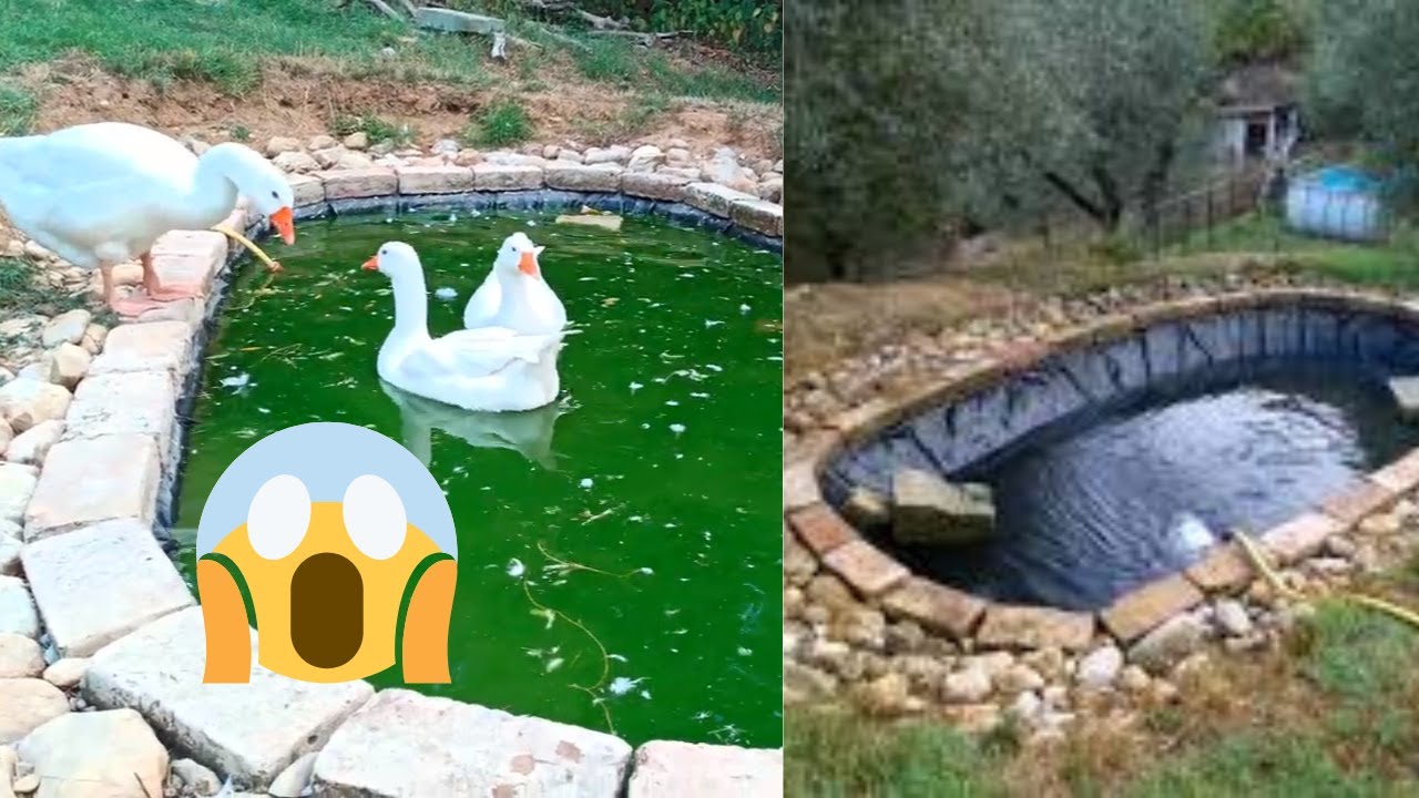dopo circa tre mesi, finalmente cambio l'acqua al laghetto delle OCHE