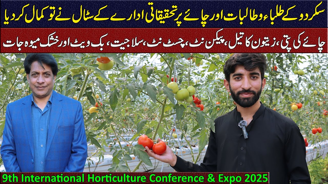 Made in Pakistan Green & Black Tea | Peakon Nut, Chest Nut, Kiwi Products | Olive Oil & Products