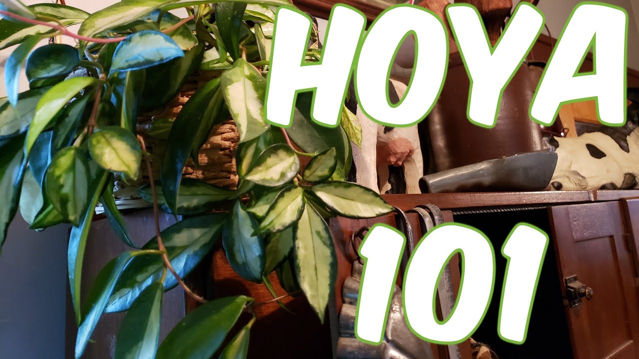 Hoya 101 | Care and Propagation