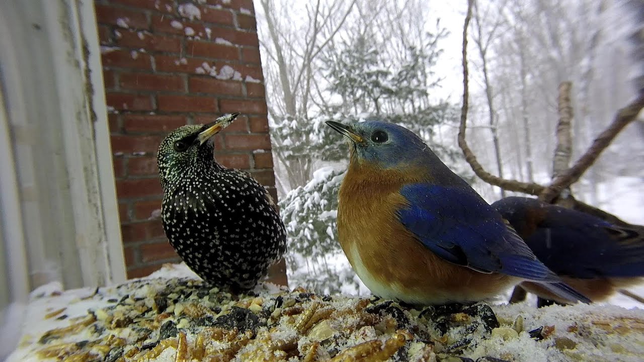 Starling with Eastern Bluebirds (Blizzard Birds Part 2)