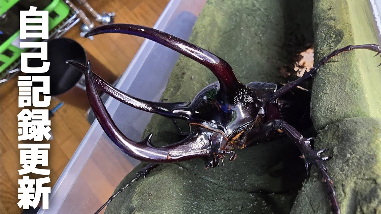約2年かけて自己記録更新する巨大なカブトムシが羽化してきました